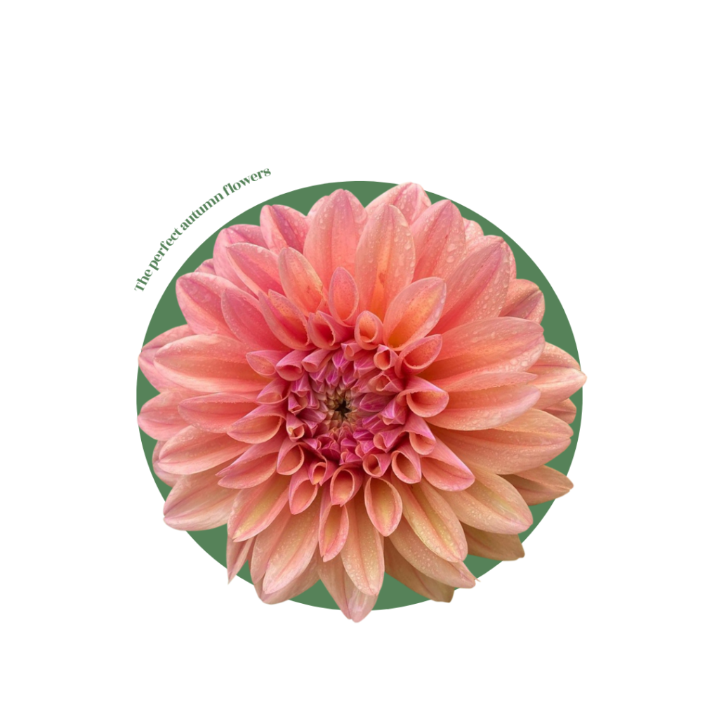 Dahlia is a timeless classy autumn wedding flower